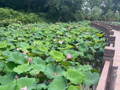 -金山公园