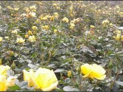 -三圣花乡旅游区