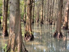 -桤木河湿地公园
