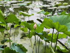 -浙江西子宾馆·瑶园咖啡厅