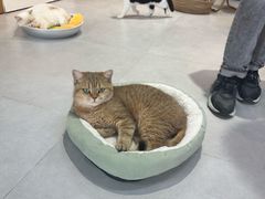 -Heymao猫咖.咖啡厅(东门店)