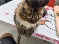 -伟伟宠物医院·瑞派猫友好医院·猫科(光谷店)