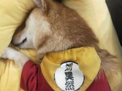 -逗柴咖啡屋·狗咖猫咖宠物桌游