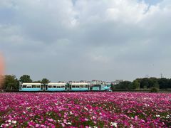 -径山花海