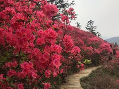 -木兰云雾山