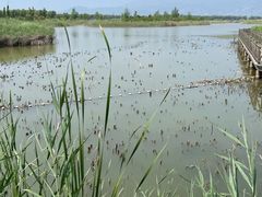 -野鸭湖国家湿地公园