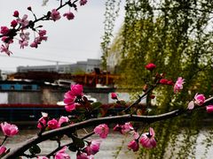 -高东镇樱花园