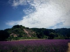 -紫海香堤香草艺术庄园