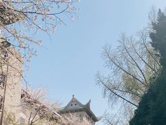 -武汉大学-樱园
