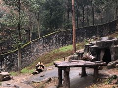 -都江堰中华大熊猫苑