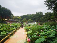 -广州莲花山旅游区
