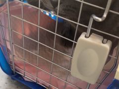 -瑞派伍一宠物医院·眼科·骨科·猫科转诊中心(马王堆院)