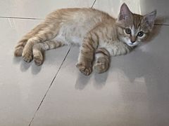 -萌兽医馆·犬猫专科·眼科中心·宠物医院(朝阳门分院)