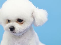 -瑞鹏宠物医院犬猫全科(真大分院)