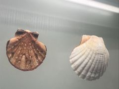 -青岛贝壳博物馆