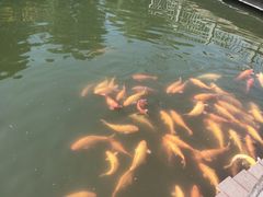 -枫香湖儿童公园