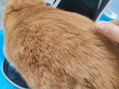 -芭比堂动物医院·CT·微创中心(新顺分院)