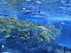 -海合安成都极地海洋公园