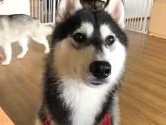 -Husky Go! 哈士奇体验馆·宠物咖啡厅狗咖