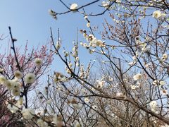 -无锡梅园公园