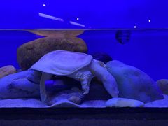 -上海海洋水族馆