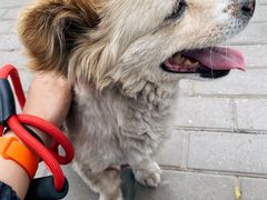 -北京赛佳动物医院