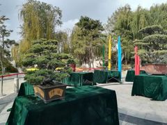 -渡海小渔村.老辈日照菜