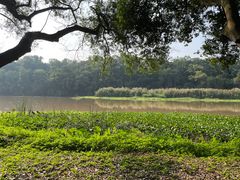 -南宁良凤江国家森林公园