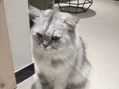 -藏猫猫咖啡主题馆(中央大道店)