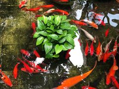 -野蔓果·山野菜(西湖景区·龙井茶田店)