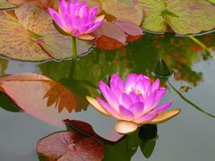 -国家植物园南园