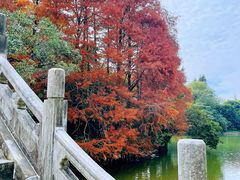 -深圳仙湖植物园