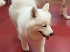 -和它·交个朋友·狗咖猫咖(爱琴海店)