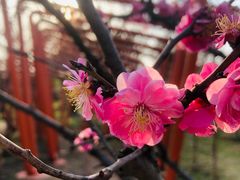 -梅花山(明孝陵内)
