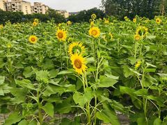 -杭州城北体育公园