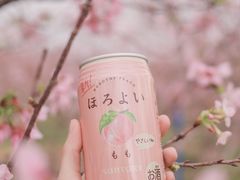 -天适樱花悠乐园