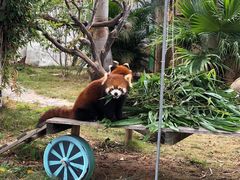 -灵玲国际马戏城