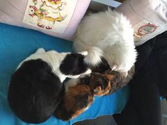 iphone_upload_pic-Anne猫窝咖啡屋