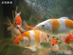 -曲阳花鸟市场(曲阳路店)