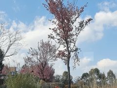-云禾壹海景庄园餐厅