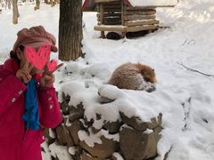 -宫城藏王狐狸村