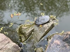 -西园寺
