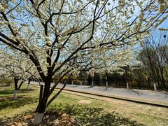 -永定河休闲森林公园