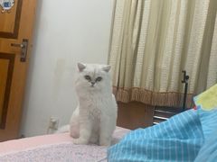 -宠福鑫康馨动物医院·骨科·眼科