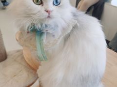 -共舞时光猫咖·狗咖(新街口店)