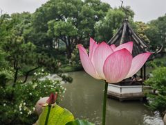 -上海醉白池公园