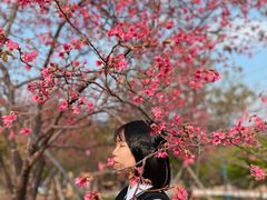 -天适樱花悠乐园