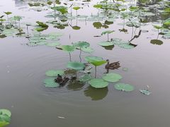 -莲花池公园