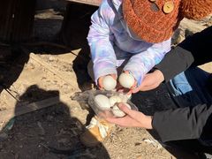 -甜心庄园·甜心草莓采摘园(西青中北店)