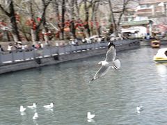 -宗角禄康公园